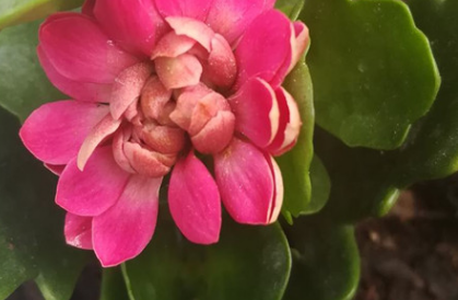 长寿花怎么移栽