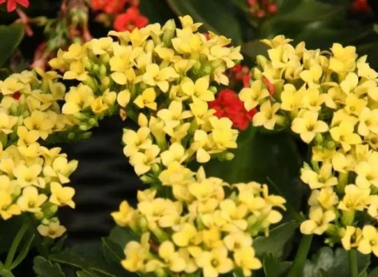 长寿花怎么移栽