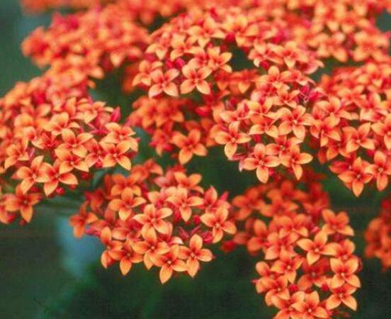 长寿花花语是什么