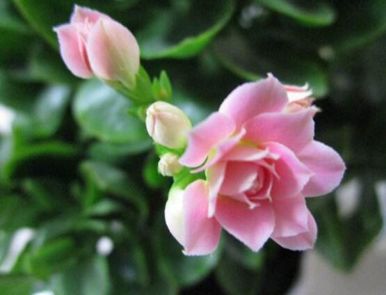 长寿花花语是什么
