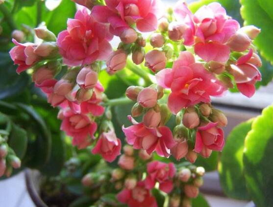 长寿花花语是什么