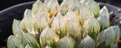 多肉怎么养根 教你正确养护多肉植物