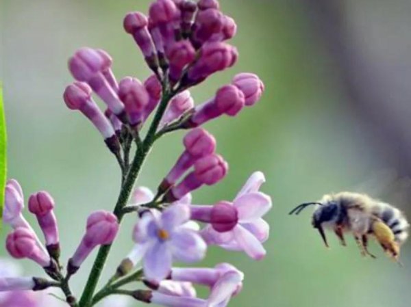 丁香花语是什么