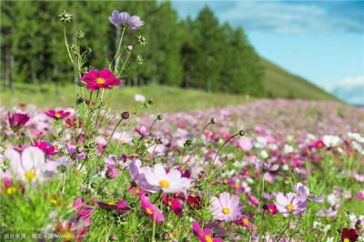 格?；ɑㄓ锸鞘裁匆馑?格?；ǖ南笳饔朐⒁?/></i><h2>格桑花花语是什么意思 格?；ǖ南笳饔朐⒁?/h2><p>一个生活小知识，为大家介绍格?；ɑㄓ锸鞘裁匆馑己透裆；ǖ南笳饔朐⒁獾幕ɑ苎诚喙鼗疤?，下面为您详细介绍说到格?；ǎ颐悄院Ｖ惺遣皇橇⒙砭?/p></a></li>
          </ul>
        </div>
      </div>
    </div>
    <div   id=