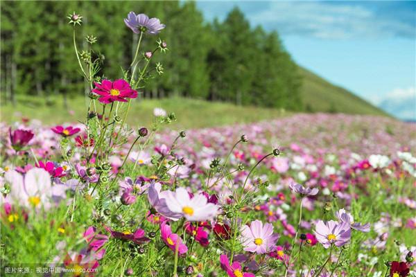 格桑花花语是什么意思