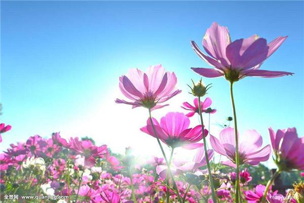 格桑花花语是什么意思