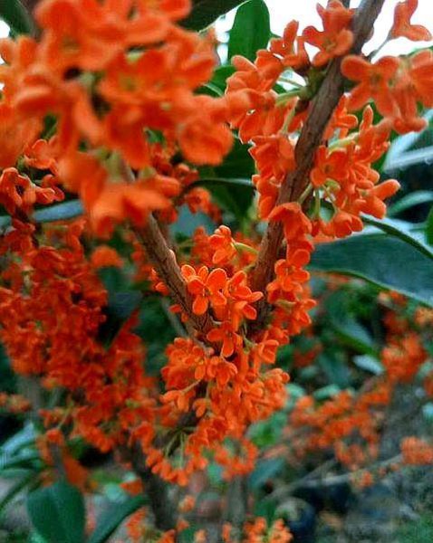 桂花树好养吗