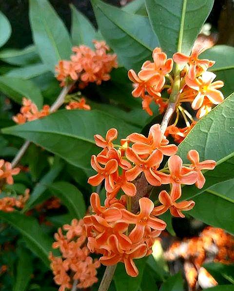 桂花树好养吗