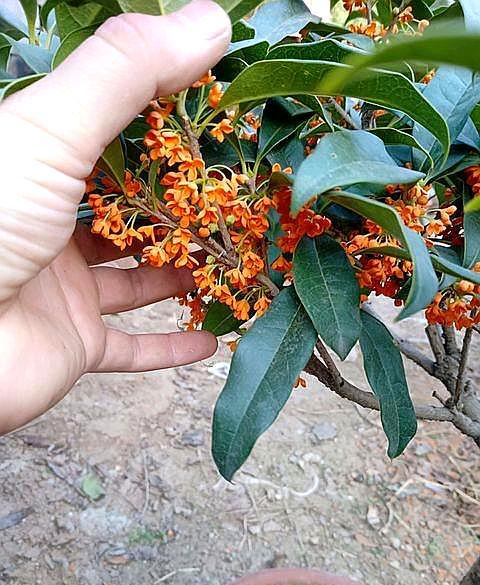 桂花树好养吗