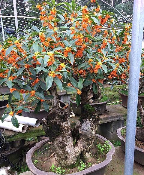 桂花树好养吗