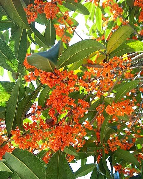 桂花树好养吗