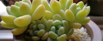 怎样移栽多肉成活率高 多肉移植的方法与技巧