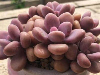 怎样移栽多肉成活率高