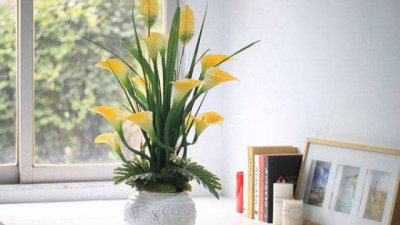 马蹄莲可以放在卧室里吗 马蹄莲的摆放风水