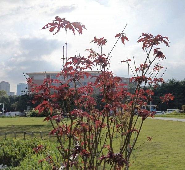 红枫叶的花语是什么