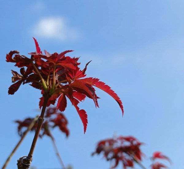 红枫叶的花语是什么