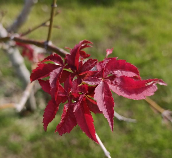 红枫叶的花语是什么