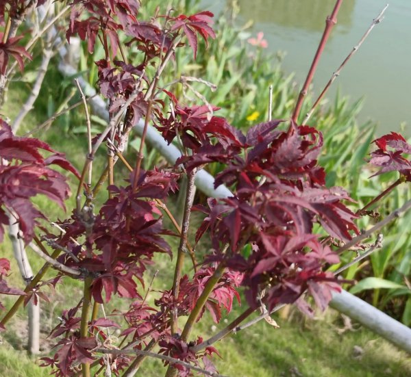 红枫叶的花语是什么