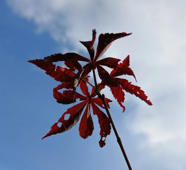 红枫叶的花语是什么