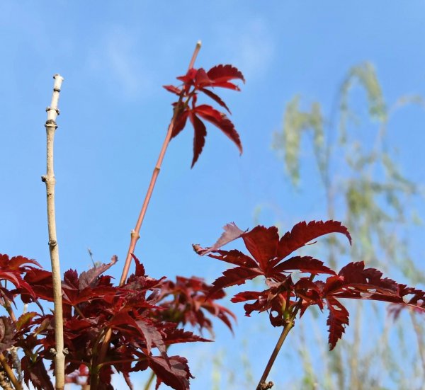 红枫叶的花语是什么