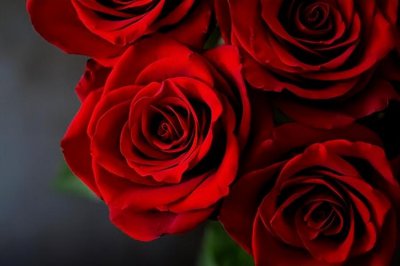 24朵玫瑰代表什么 二十四朵花的寓意和象征