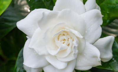 栀子花花语是什么意思 栀子花的真正花语理解