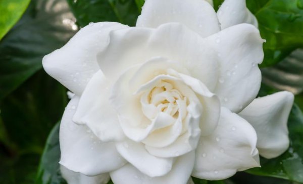 栀子花花语是什么意思