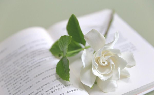 栀子花花语是什么意思