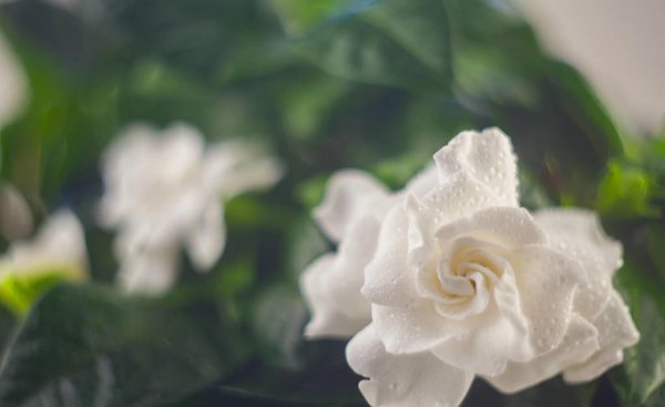 栀子花花语是什么意思