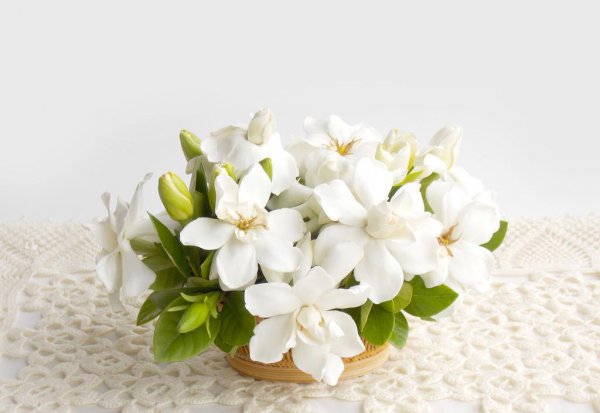栀子花花语是什么意思