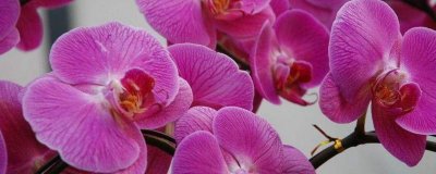 紫蝴蝶兰的花语是什么意思 紫蝴蝶花的寓意理解