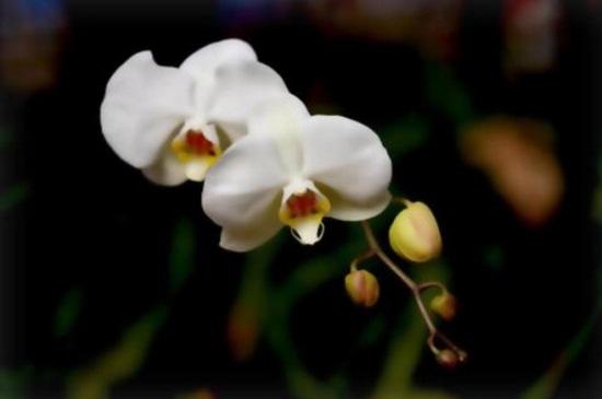 紫蝴蝶兰的花语是什么意思