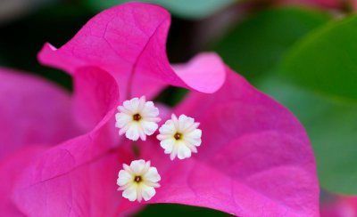 叶子花的寓意和象征意义 叶子花的花语和寓意