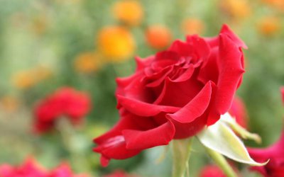 22朵红玫瑰的花语与寓意是什么 22朵花语代表的意思