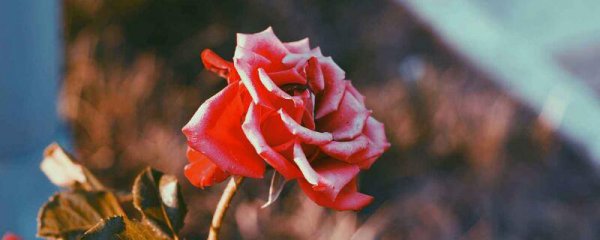 99朵白玫瑰花代表的含义