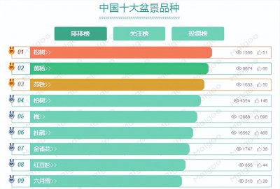 盆景松树品种有哪些 室内松树盆景的种类分享