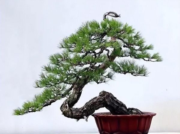 盆景松树品种有哪些