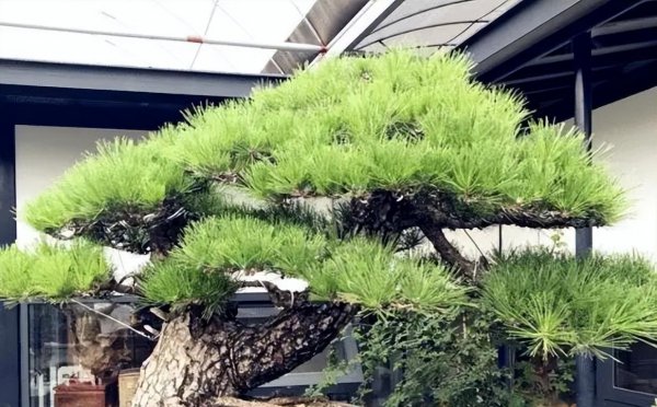盆景松树品种有哪些