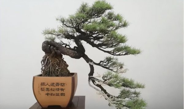 盆景松树品种有哪些