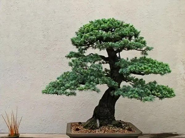 盆景松树品种有哪些