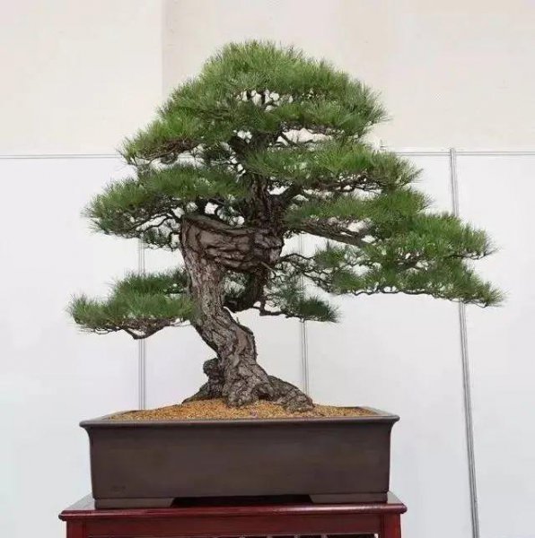 盆景松树品种有哪些