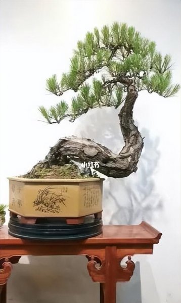 盆景松树品种有哪些