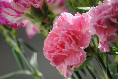 粉色康乃馨花语象征与寓意 玫红色康乃馨花语理解
