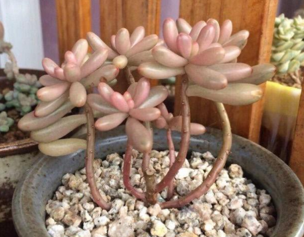 虹之玉锦多肉好养吗
