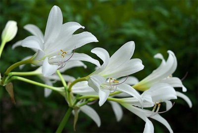 小苍兰寓意和象征 小苍兰的真正花语意义
