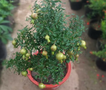 如何养好石榴花盆栽 石榴养护的正确方法