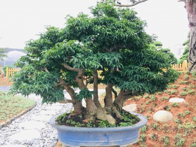 枫香树盆景怎么养护 枫香树盆景的养护与管理