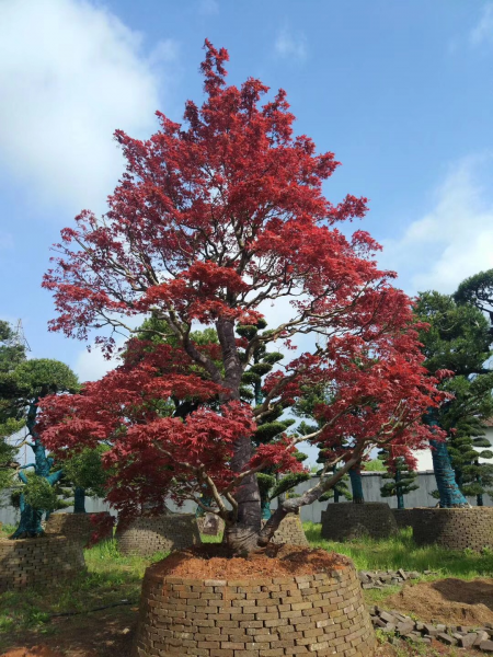 枫香树盆景怎么养护