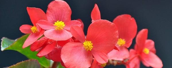 盆栽四季海棠怎么养
