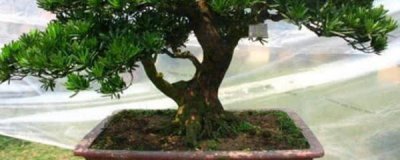 小叶罗汉松怎样养 盆栽小叶罗汉松的养殖方法